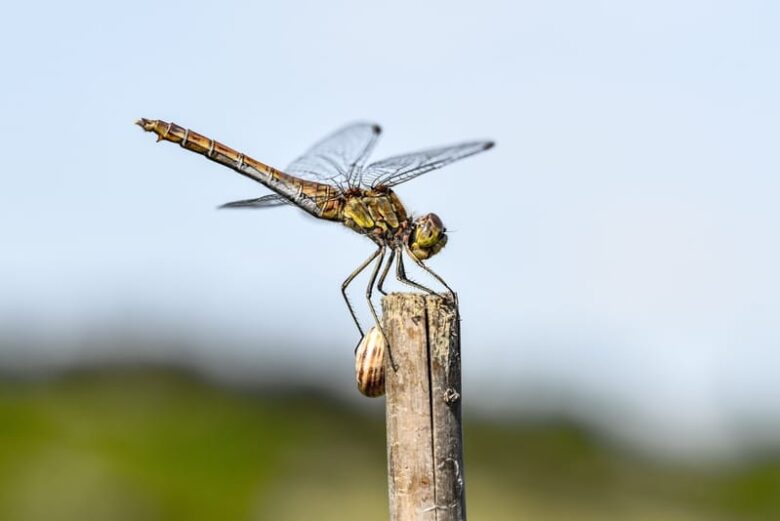 11 Prophetic Meanings Of The Dragonfly Symbolism In The Bible 11-prophetic-meanings-of-the-dragonfly-symbolism-in-the-bible