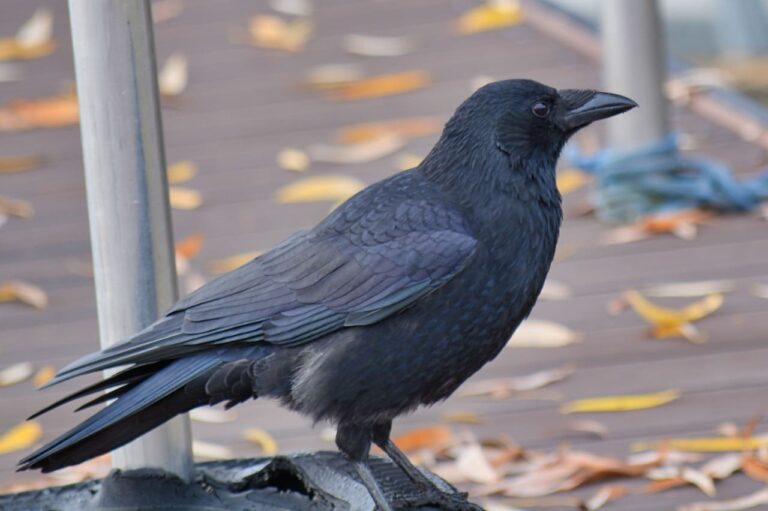 Seeing 2, 3, 4, 5 And Up To 8 Ravens Spiritual Meaning