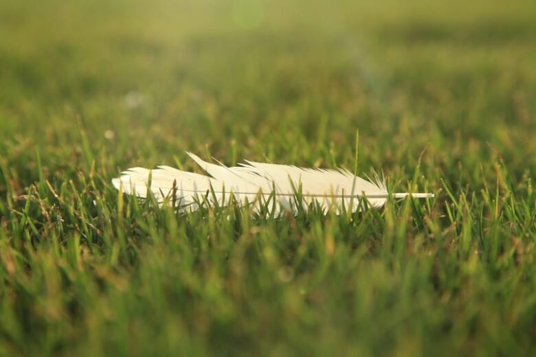 White Feather Meaning In The Bible 11 Biblical Messages white-feather-meaning-in-the-bible-11-biblical-messages