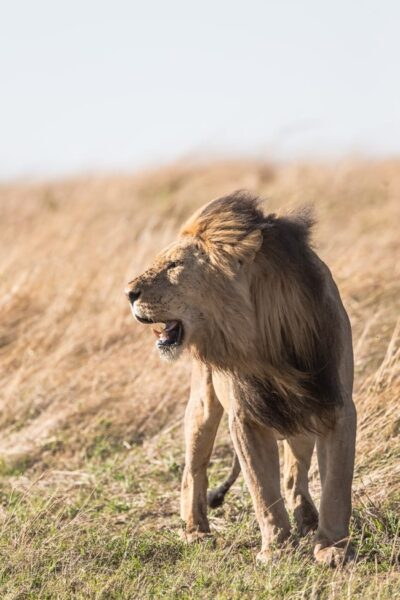 What Does The Lion Represent In The Bible 11 Symbolisms