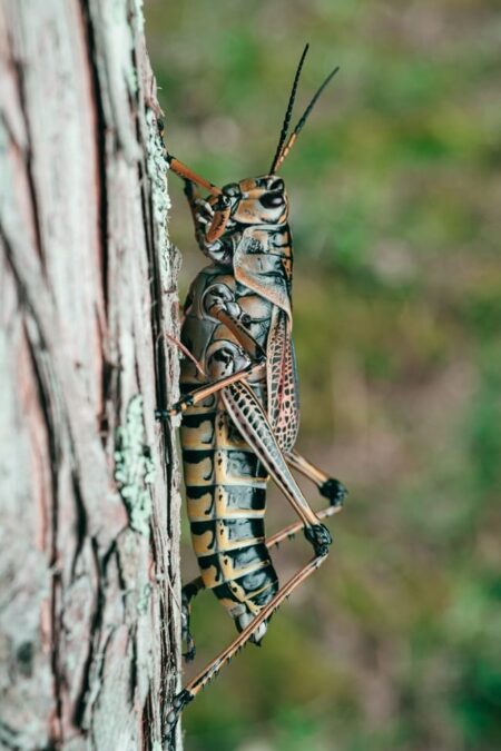 11 Prophetic Meanings Of A Cricket In Your House Spiritual Meaning 