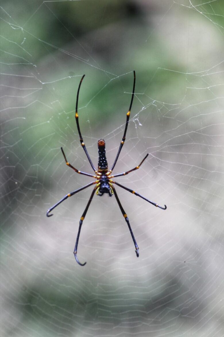 What Do Spiders Mean Prophetically 11 Biblical Meanings