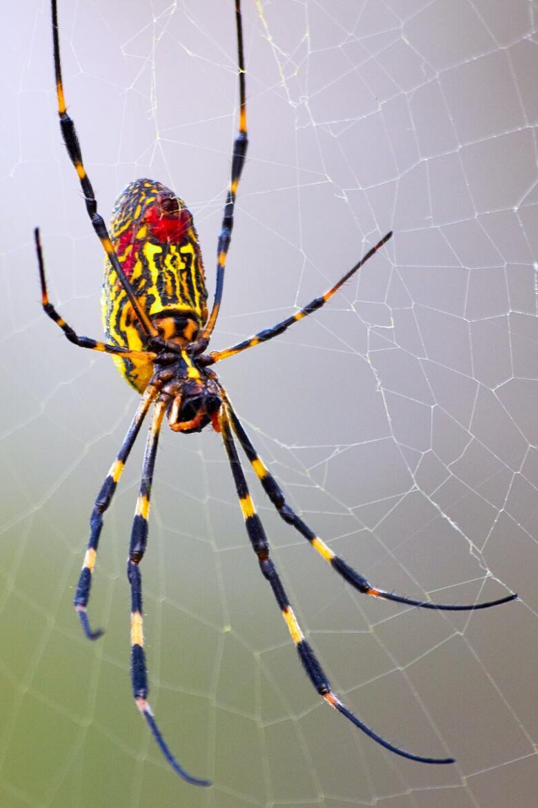 What Do Spiders Mean Prophetically 11 Biblical Meanings