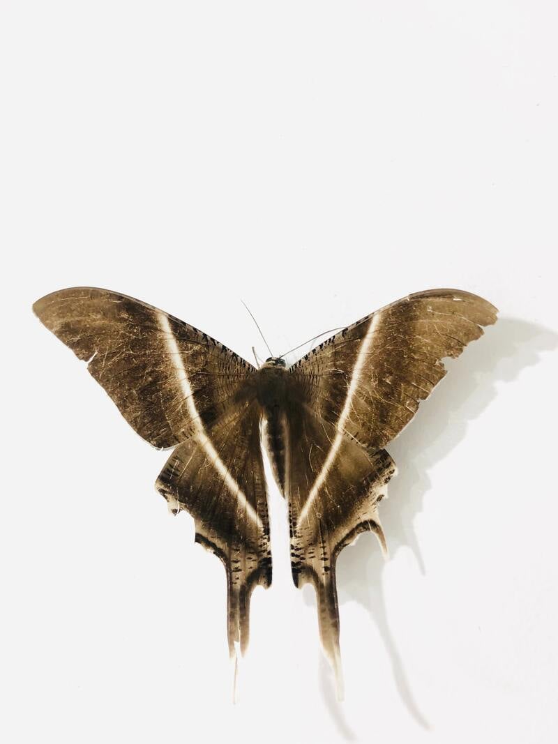 11 Brown Moth in the House Spiritual Meanings