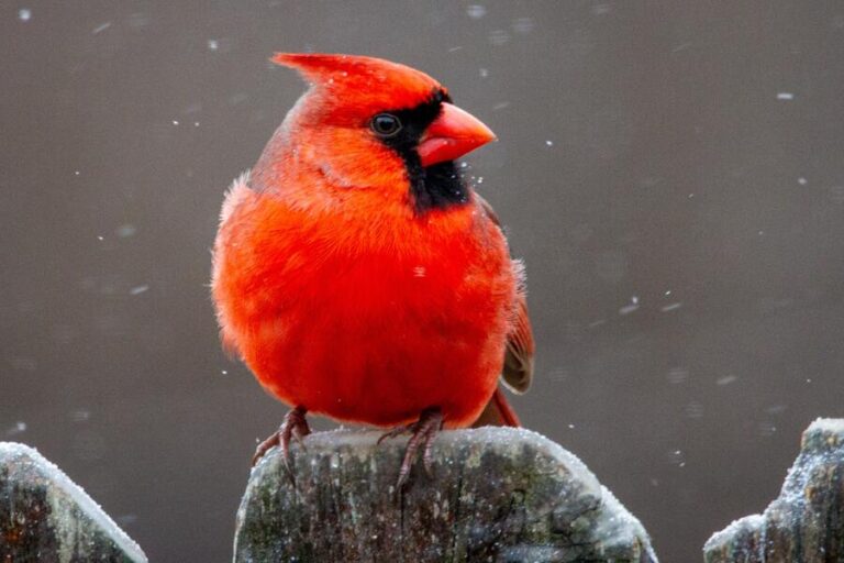 11 Spiritual Meanings of Red Cardinal at Window