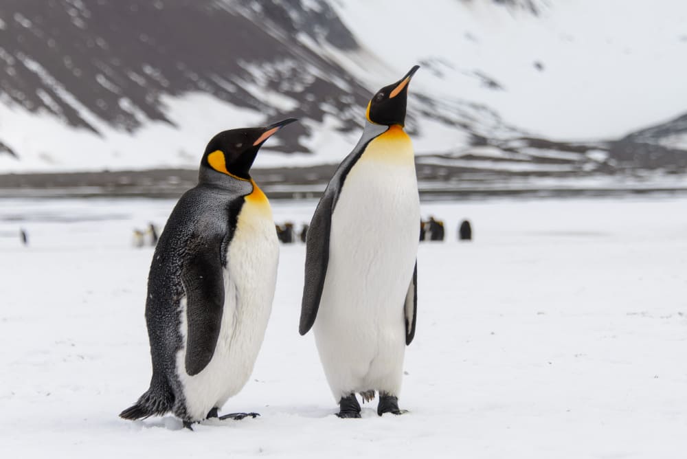 two penguins