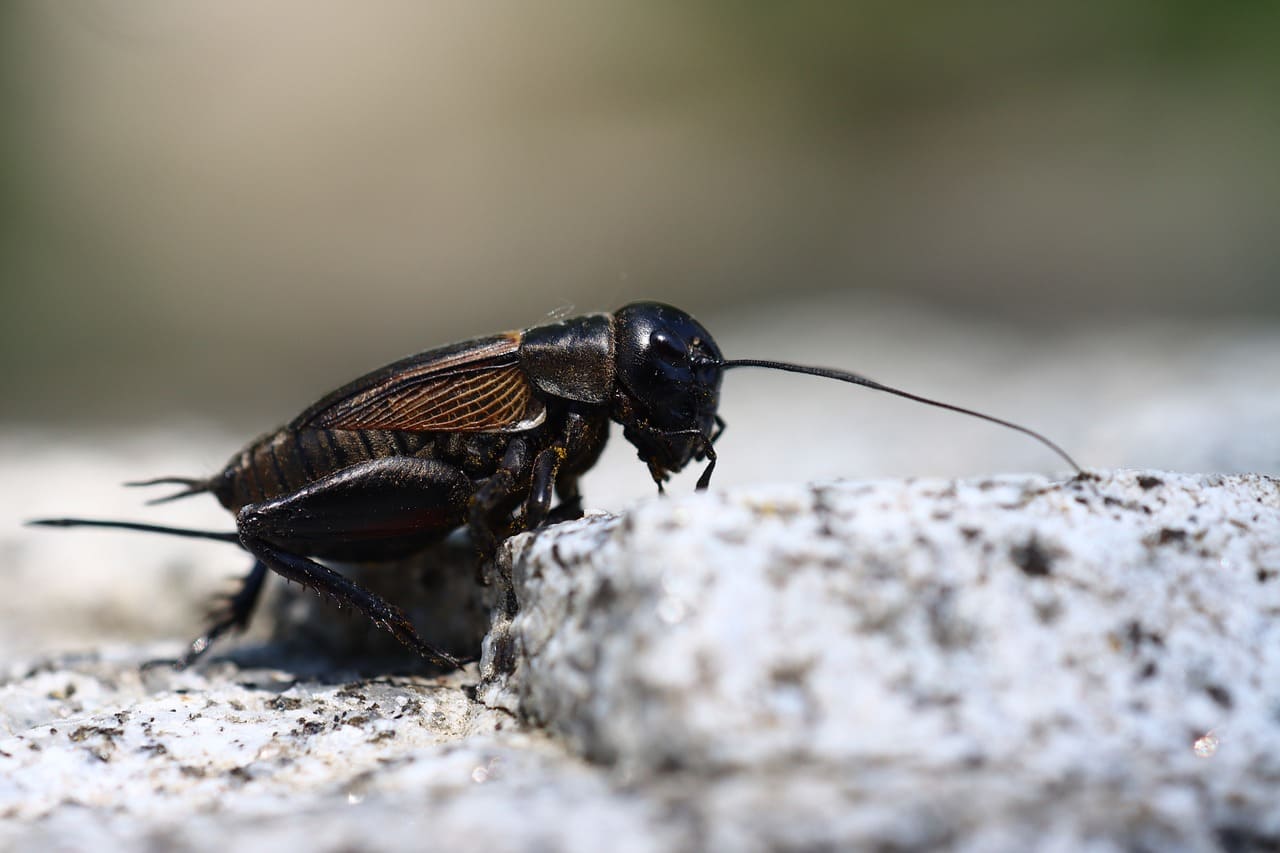 Black Cricket Spiritual Meaning In Your House? 7 Signs!