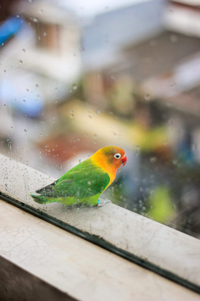 Bird Keeps Flying Into Window Spiritual Meaning: Still Alive? Sign!