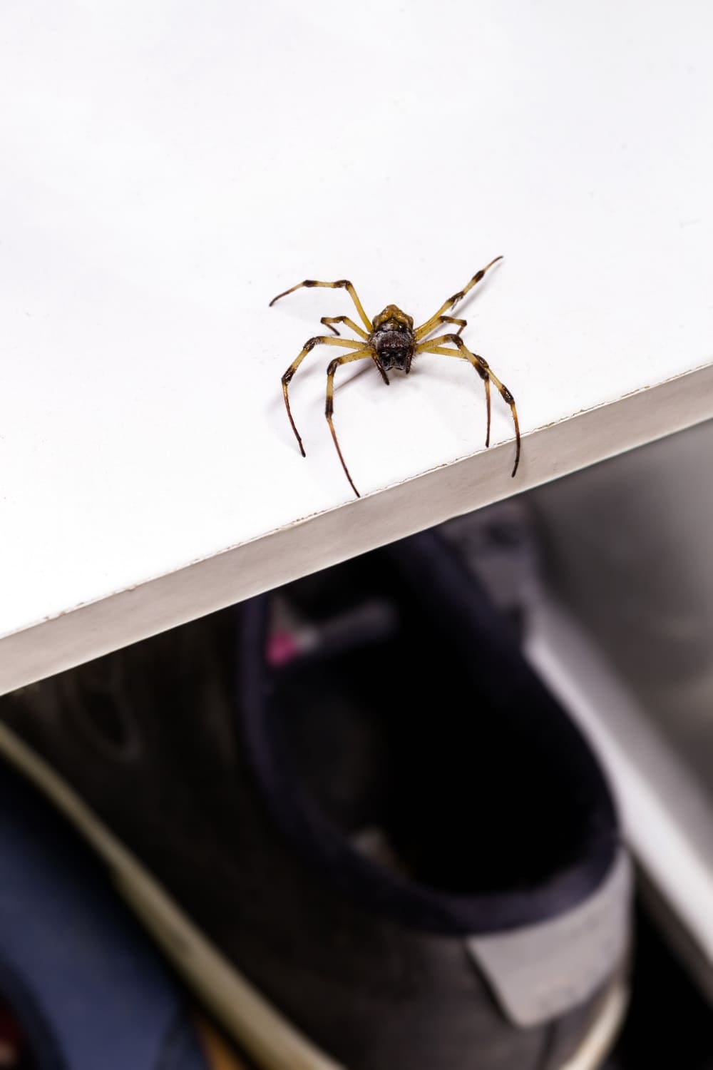 big spider on shoe rack