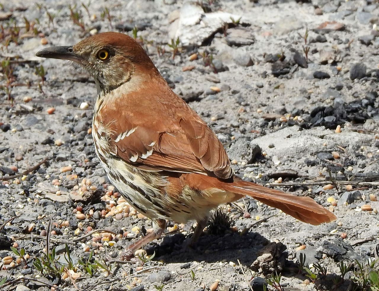 9 Brown Thrasher Spiritual Meanings: Is It a Good Luck Sign?