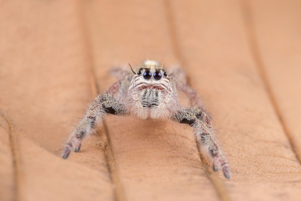 white jumping spider