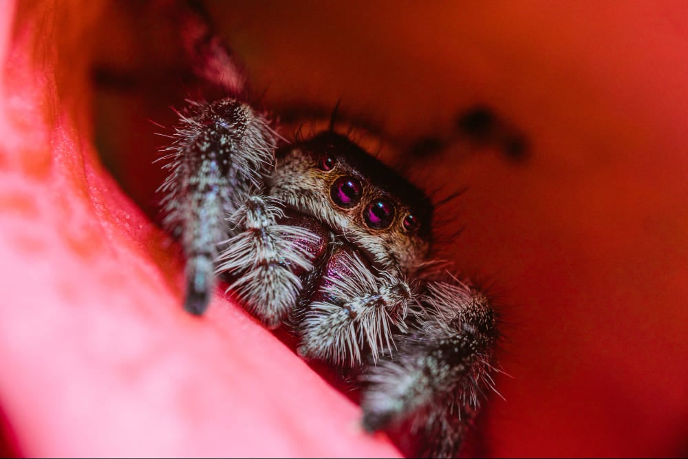 spider up close