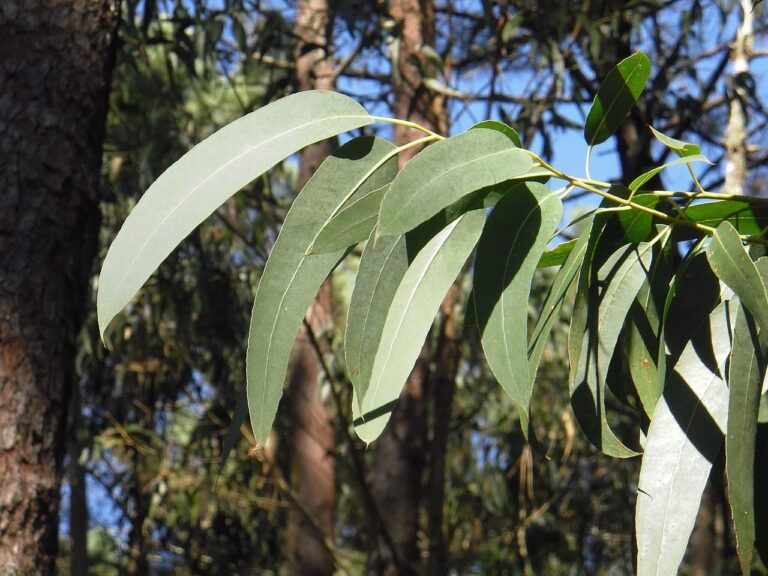 Eucalyptus Spiritual Meaning and Symbolism Is it Magical?