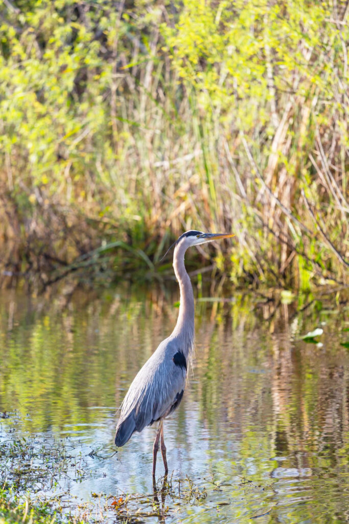 Spiritual Meaning And Symbolism Of Blue Heron