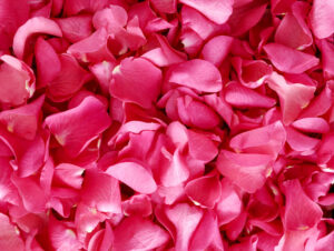 Rose Petals Spiritual Meaning: 5 Magical Properties