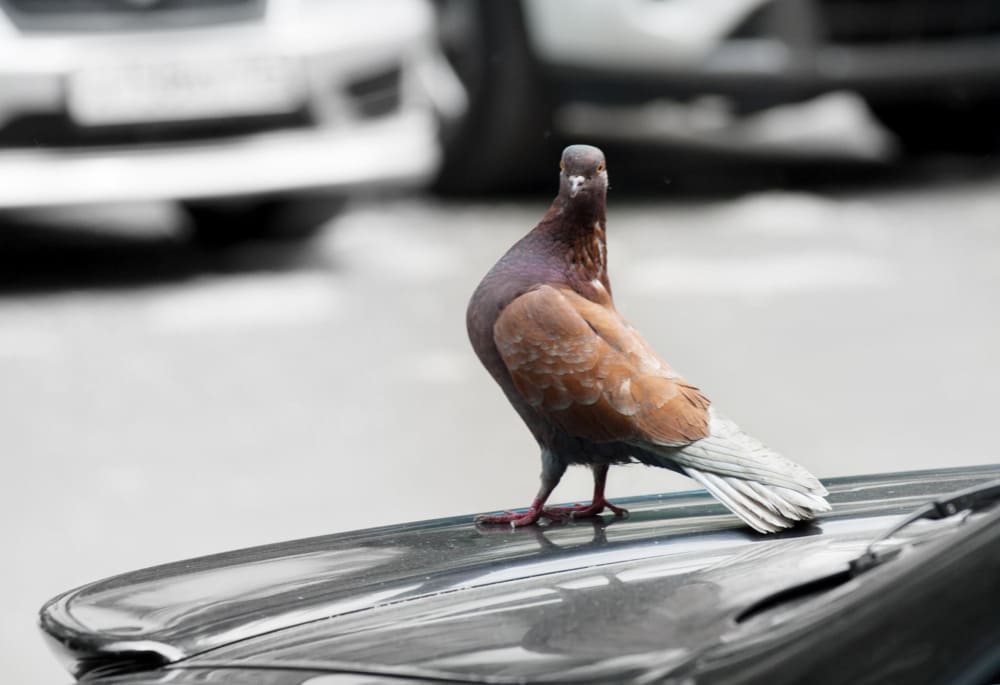 dove sitting on car