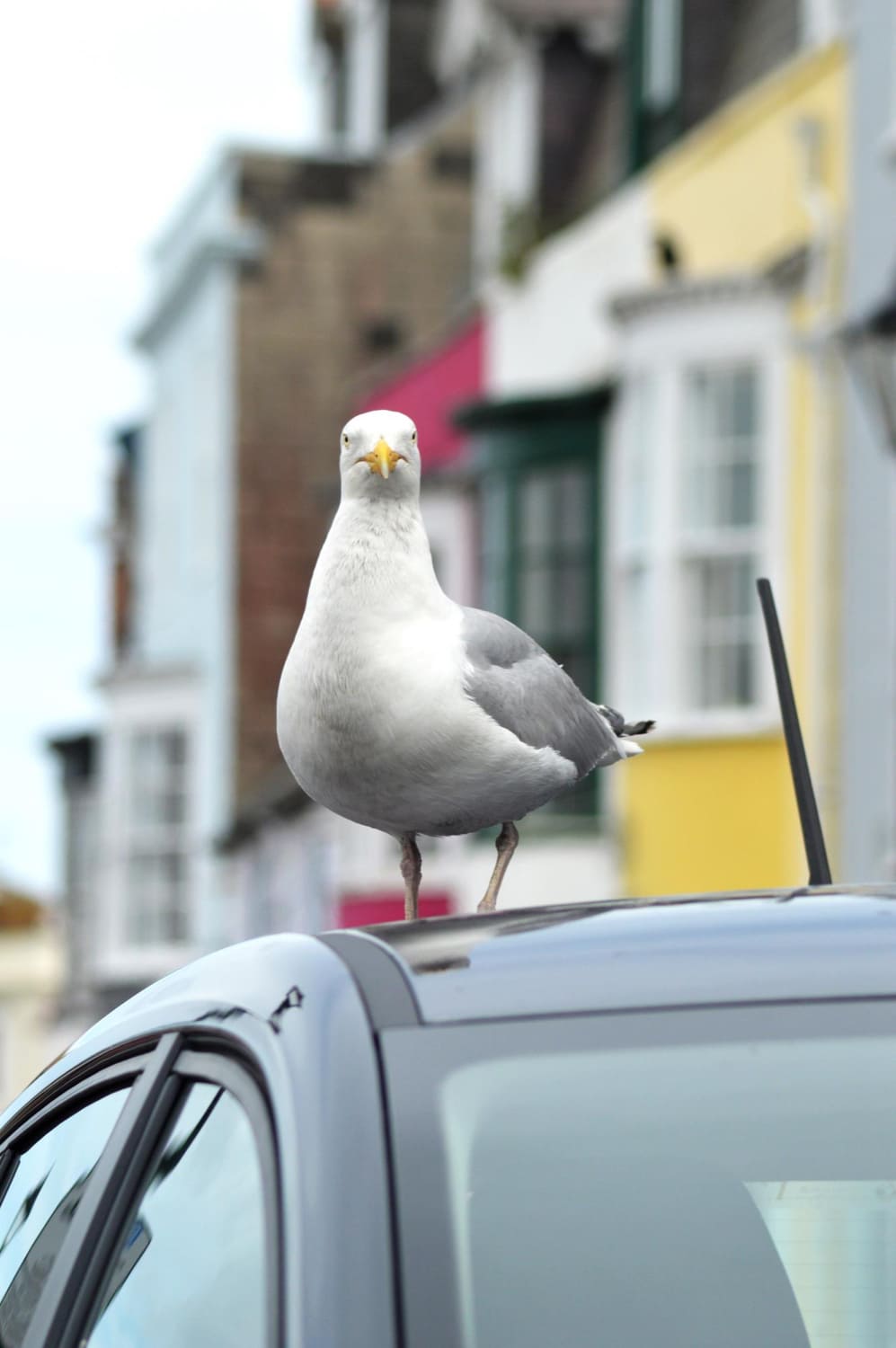 Why Do I Keep Getting Bird Poop On My Car? 7 Messages From The Universe!
