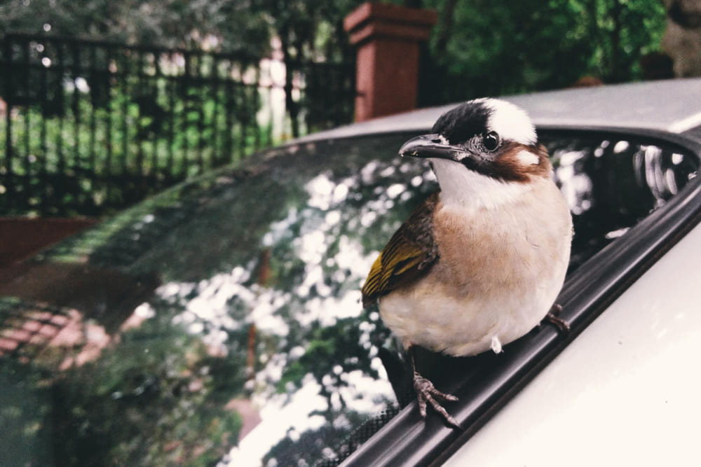 Bird Poop On Car